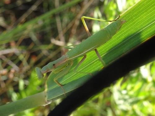 Réf. 242 827 : Iris oratoria